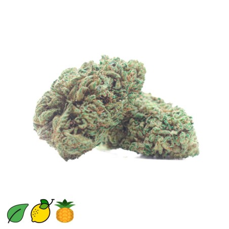 Fleur CBD JACK HERRER Bud compacte chez Cocorikush.fr