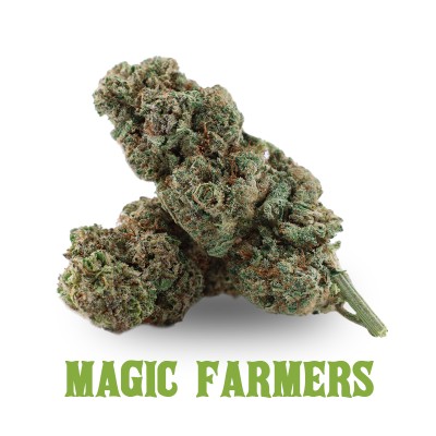 DURBAN POISON HHCP