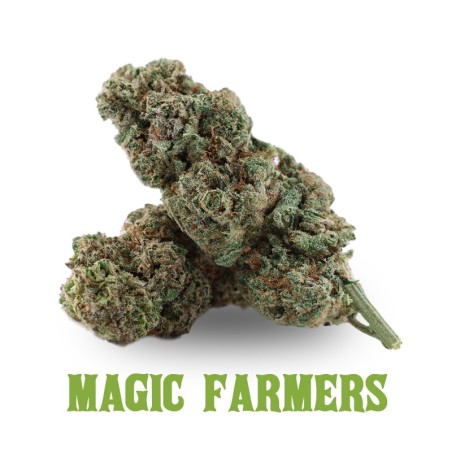 DURBAN POISON HHCP