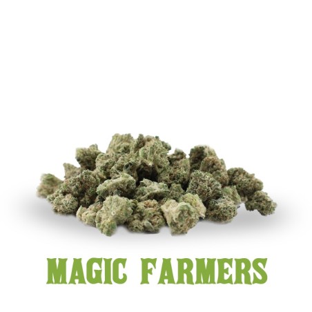DURBAN POISON HHCP