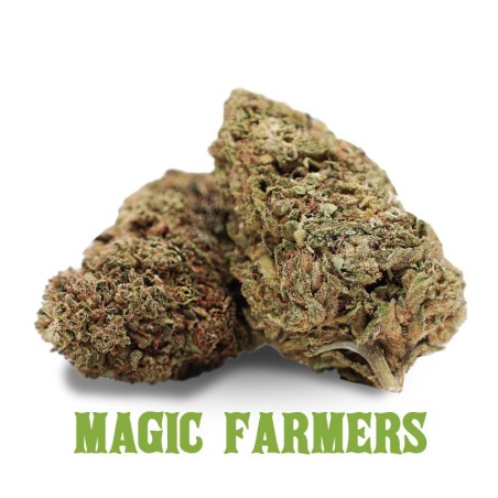 MOBY DICK HHCP