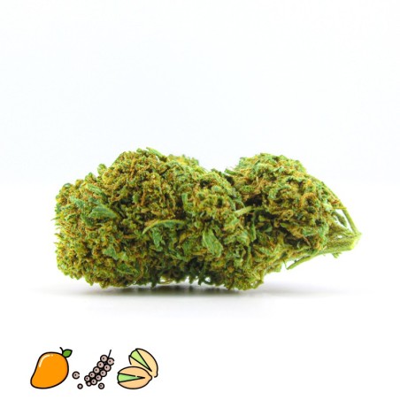 pistacchio thcp