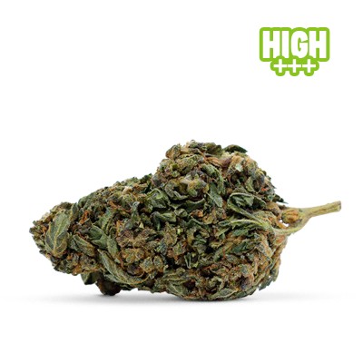 FLEUR 10-OH-HHC PUISSANTE