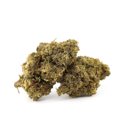 Munchies Haze 26 % THCA | Fleur énergisante & euphorique