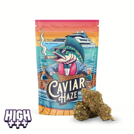 Magic Sauce Caviar Haze – Fleur intense enrichie en Magic Sauce