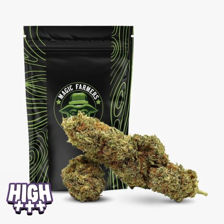 Jealousy 35 % THCA | Fleur THCA puissante et premium – Cocorikush