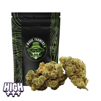 CHAMPAGNE HAZE 36% THCA HYDRO