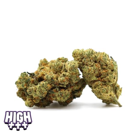 Champagne Haze 36 % THCA | Fleur premium pétillante & puissante