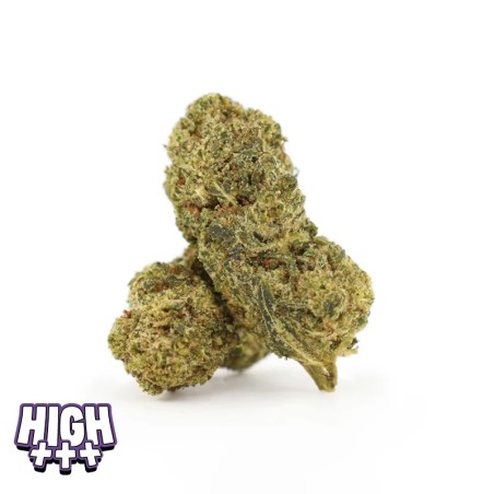 Flying Dutchman 25 % THCA | Fleur relaxante aux notes citronnées