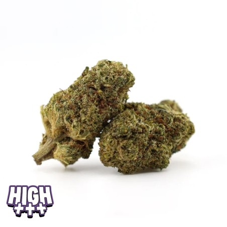 Godzilla Punch 25 % THCA | Fleur ultra puissante & relaxante