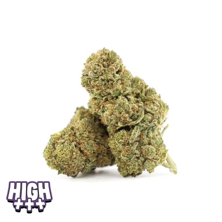 Diddy’s Lotion 23 % THCA | Fleur relaxante & profonde premium