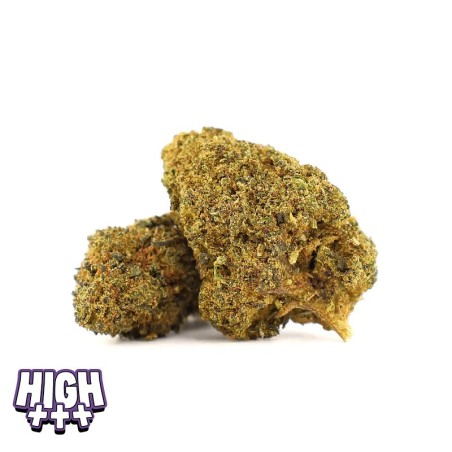 Wonderland Haze 21 % THCA | Fleur haze immersive & relaxante