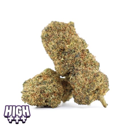 El Magnifico 35 % THCA | Fleur fraîche eucalyptus & menthol