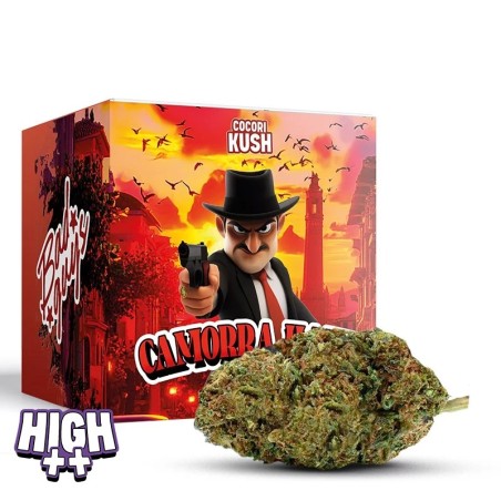 Camorra Haze HEC-10 | Fleur légale au goût citronné & effets puissants