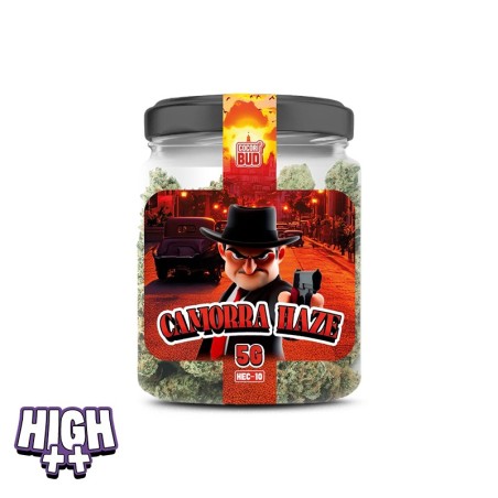 Camorra Haze HEC-10 | Fleur légale au goût citronné & effets puissants
