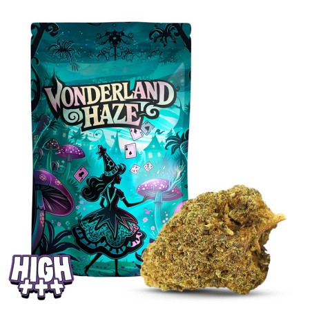 Wonderland Haze 21 % THCA | Fleur haze immersive & relaxante