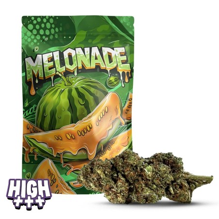 Mélonade 31 % THCA | Fleur ultra puissante aux fruits exotiques