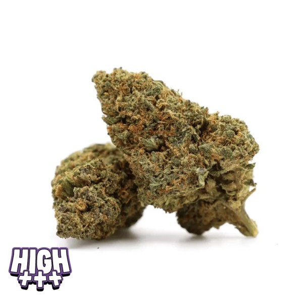 Gelato 41 40 % THCA – Fleur premium ultra concentrée et gourmande