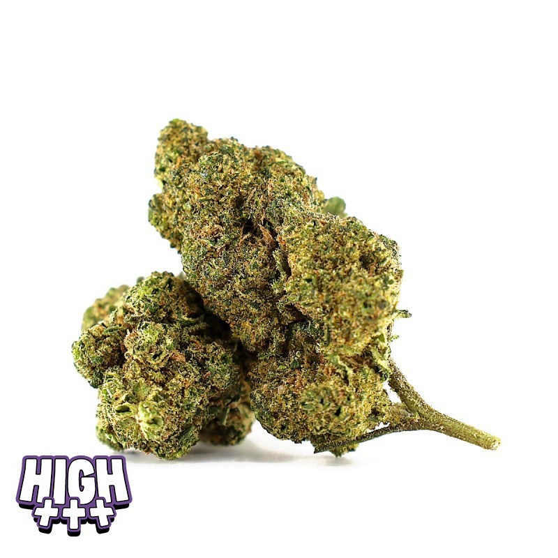 White Choco Skittlez THCA Indoor – Weiße Schokoladenblüte, süß und würzig | Magic Farmers