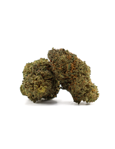 PINK PANTY DROPPER 50% D10 - COCORIKUSH