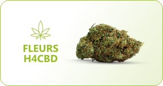 cbd cocorikus