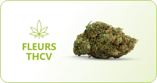 cbd cocorikus