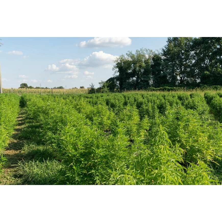 Insolite: cultiver le chanvre pour dépolluer les sols