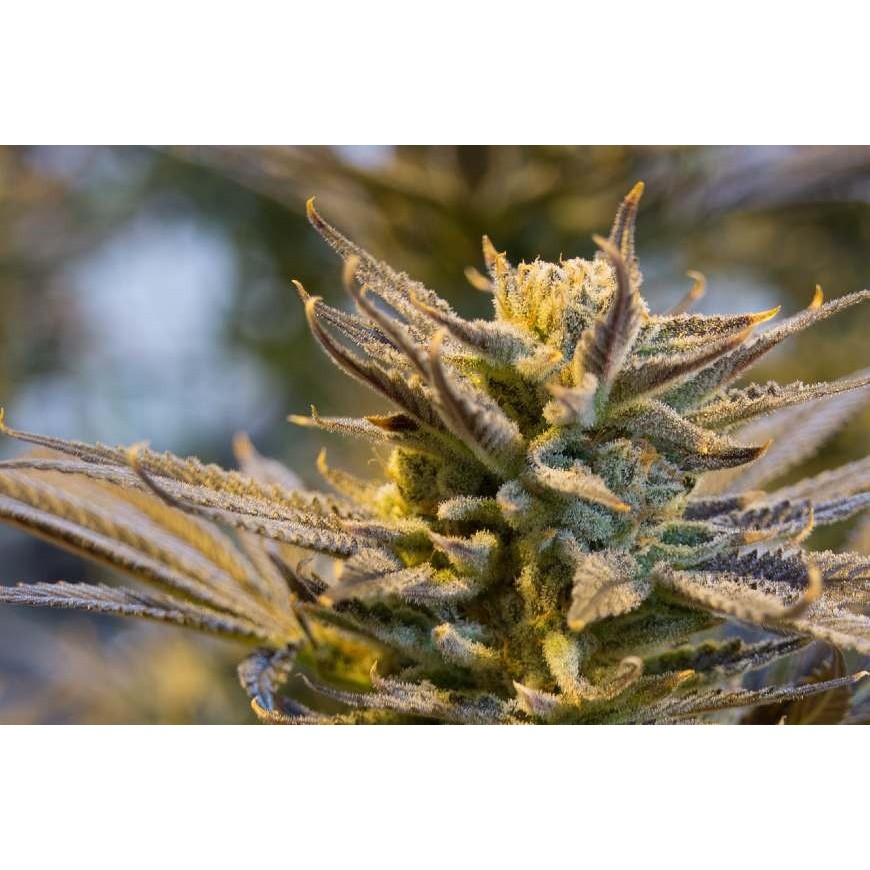 L'aéroponie, une technique moderne pour cultiver le CBD 