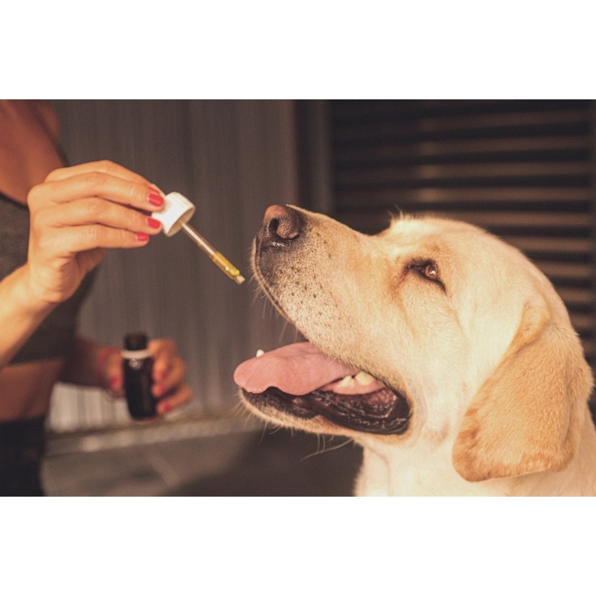 Le CBD est-il efficace pour les chiens
