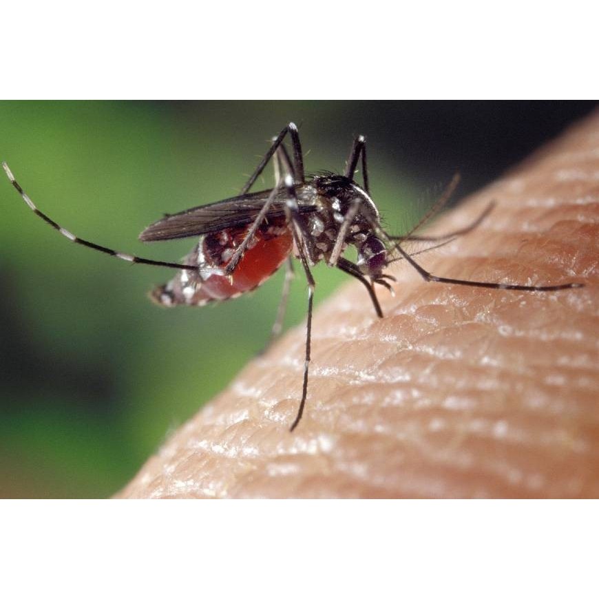Du CBD contre les moustiques !