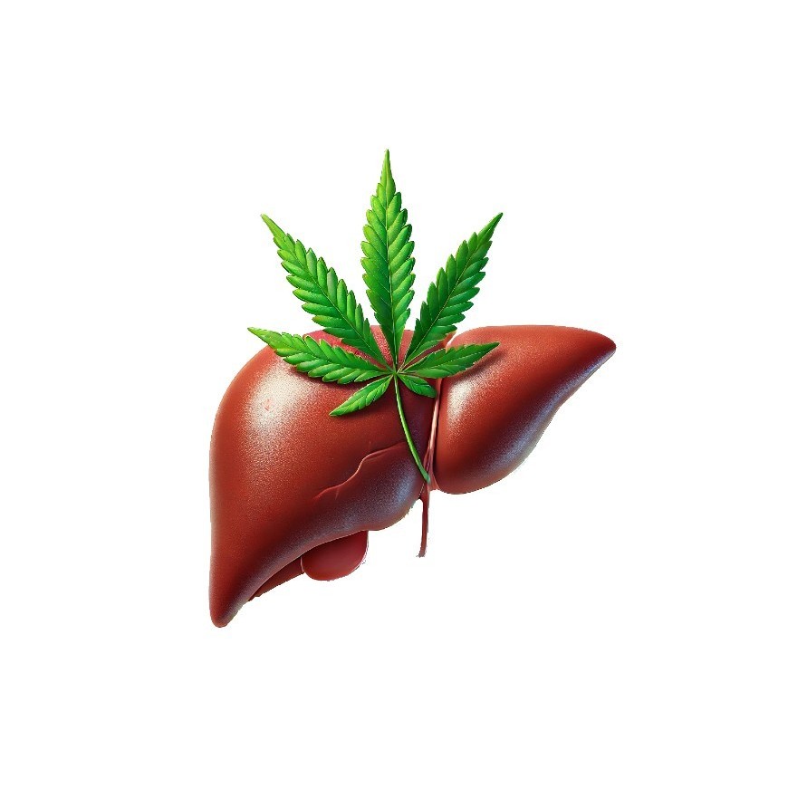 Les effets du CBD sur le foie