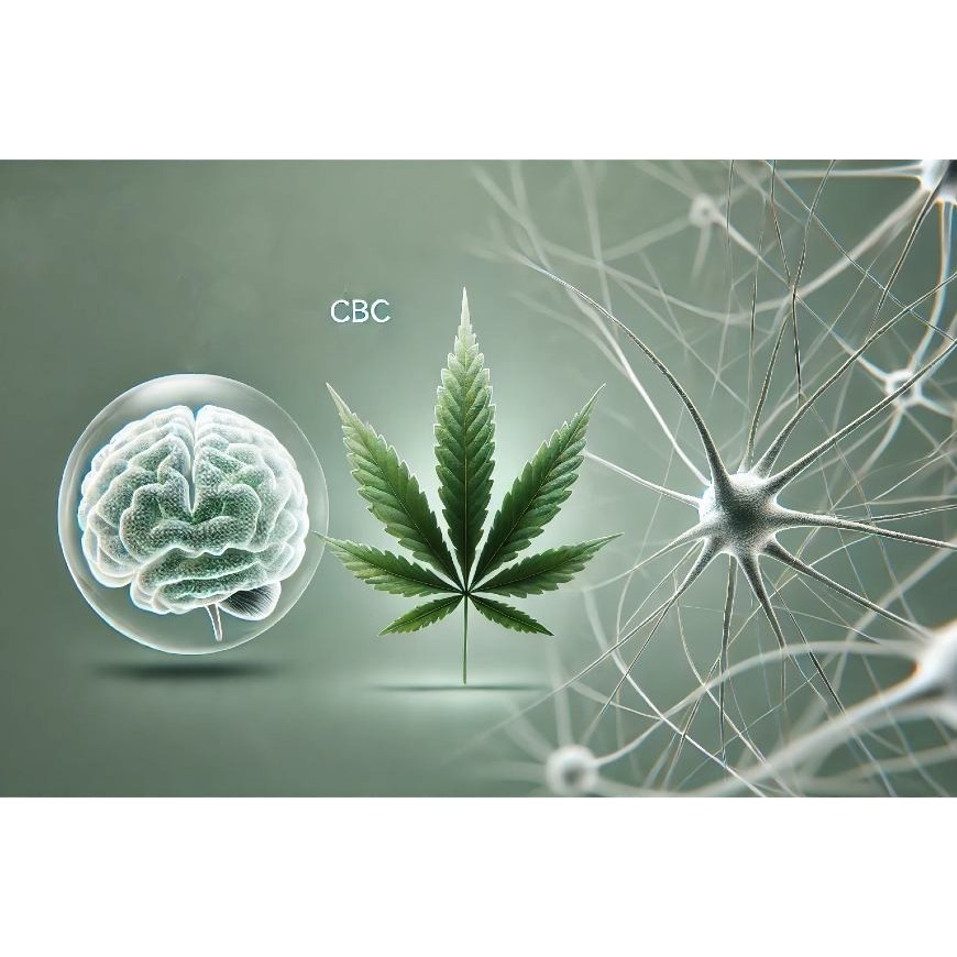 Qu'est-ce que le CBC ?