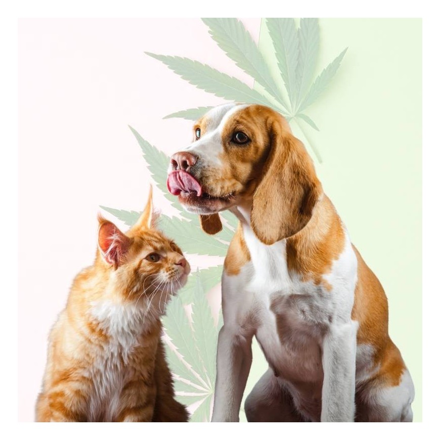 Croquettes au CBD : le complément idéal pour nos animaux ?