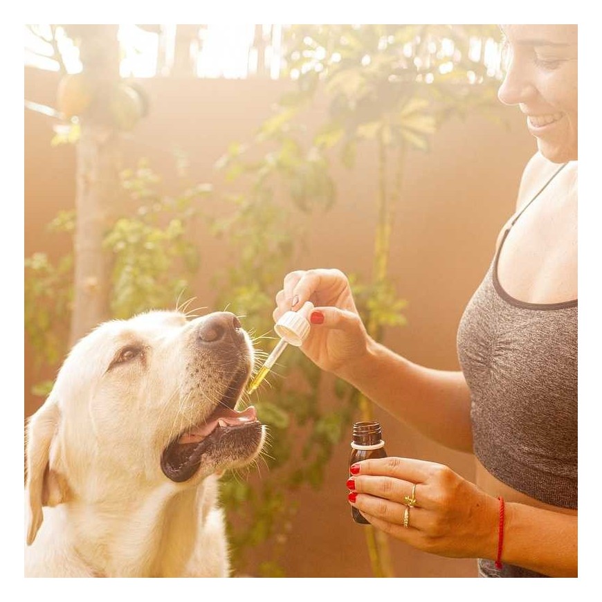 L'huile CBD pour animaux : Pour quoi faire ?