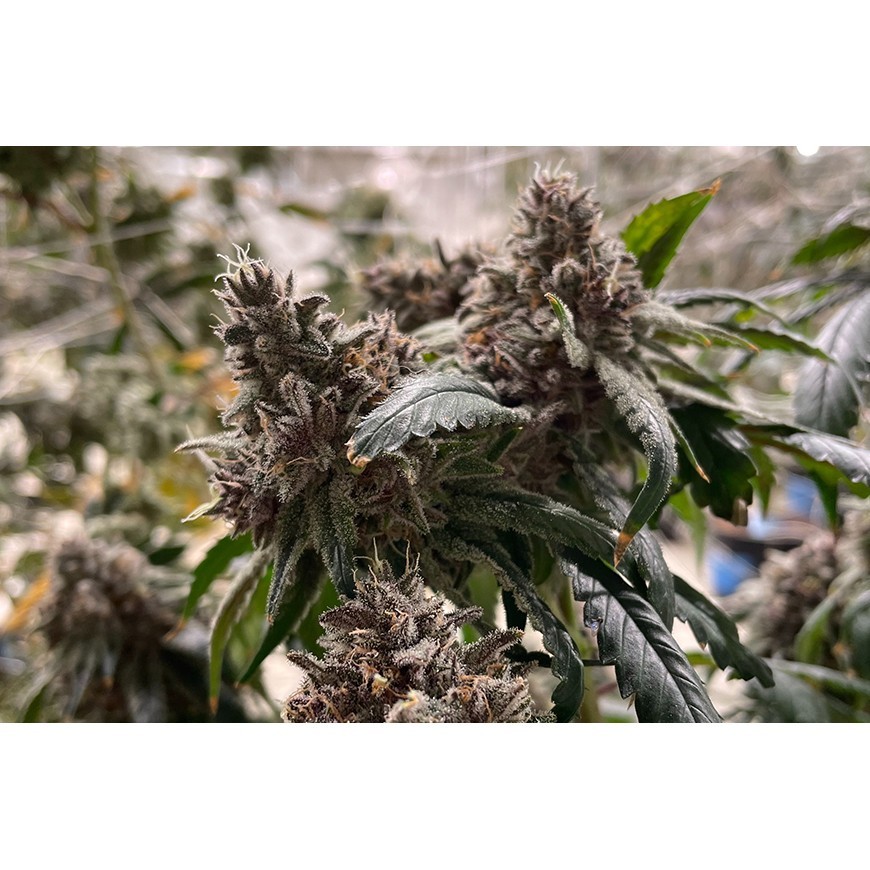 Le THCV c'est quoi ?