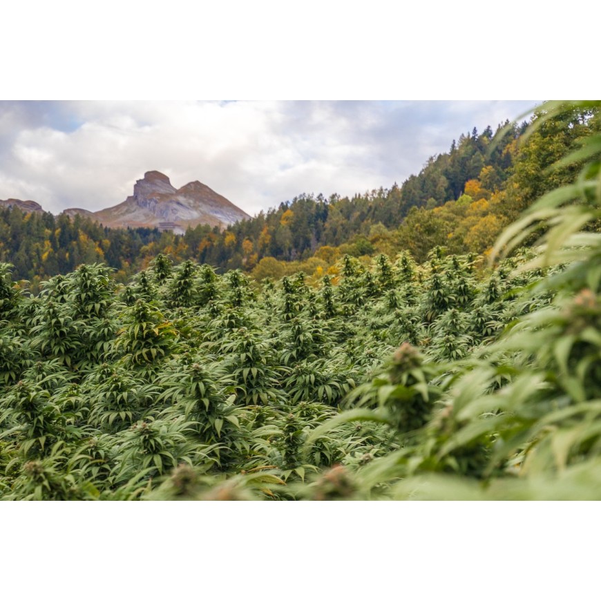 Qu'est-ce que le THCP ?