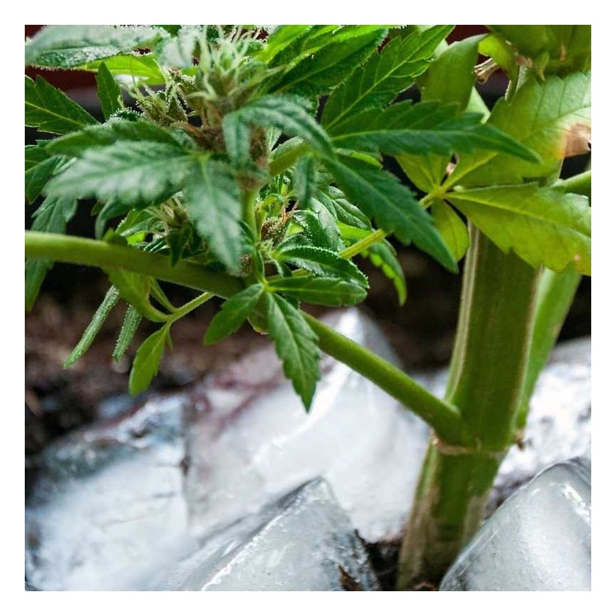 l'Ice-o-lator : le CBD le plus pur ?