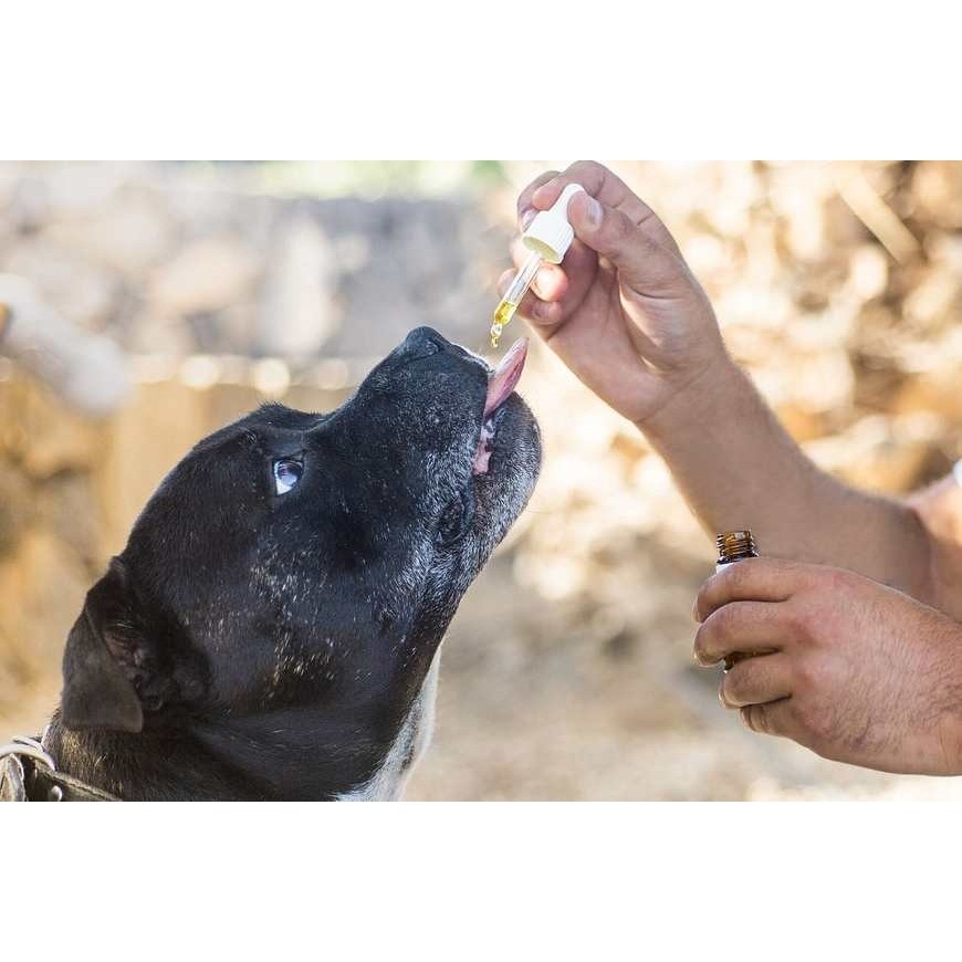 Puis-je acheter du CBD pour mon chien