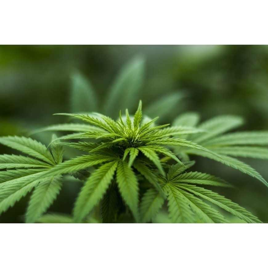 Comprendre les effets du CBD : bienfaits, usages et sécurité