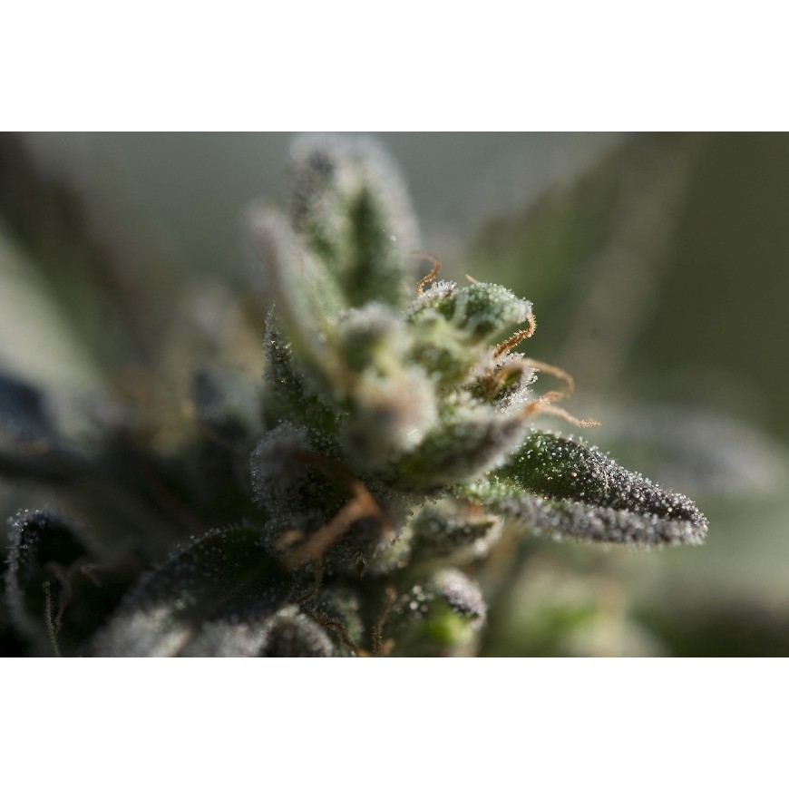 Le rôle des trichomes dans la production de cannabinoïdes